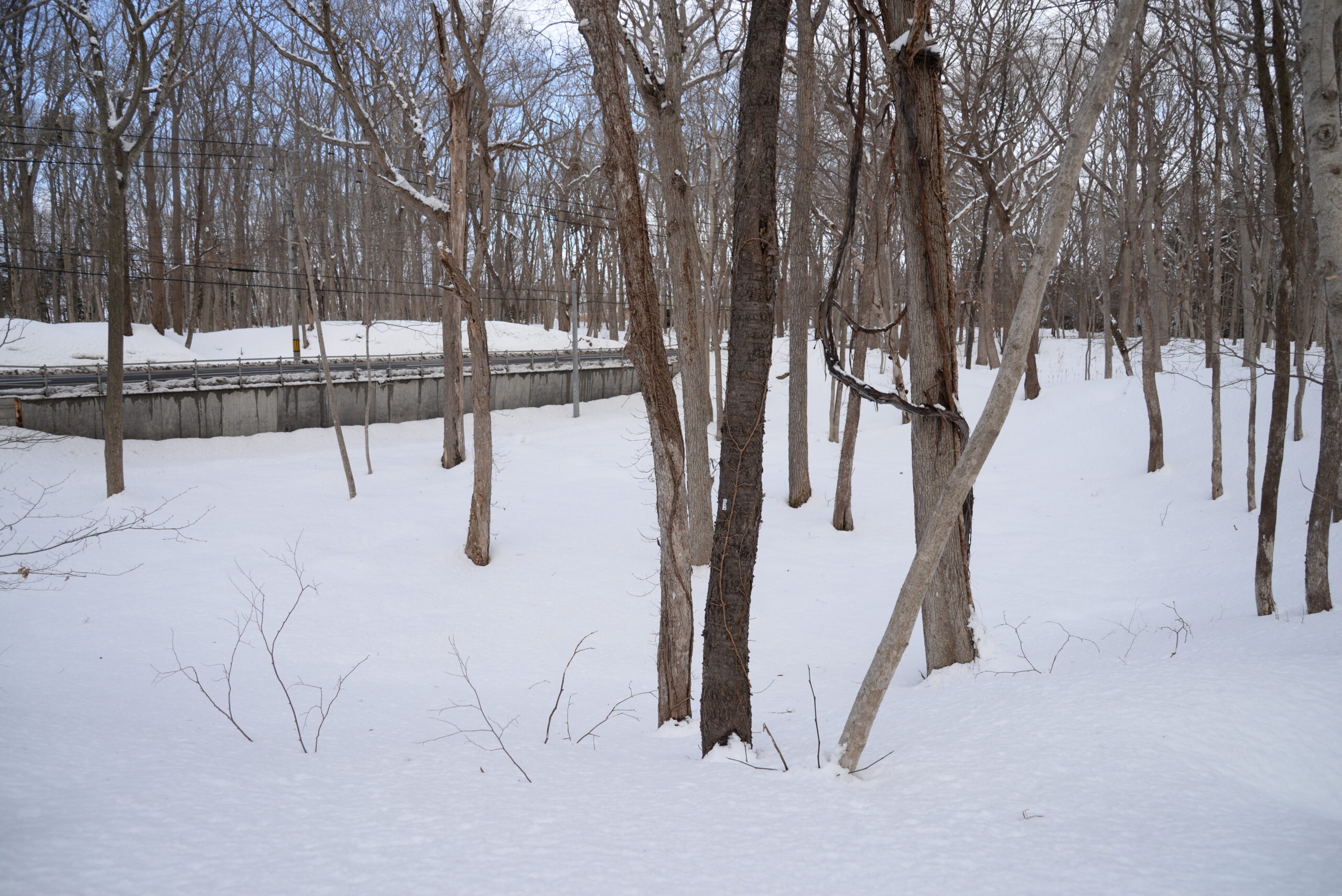 史跡キウス周堤墓群　冬季閉鎖のお知らせ