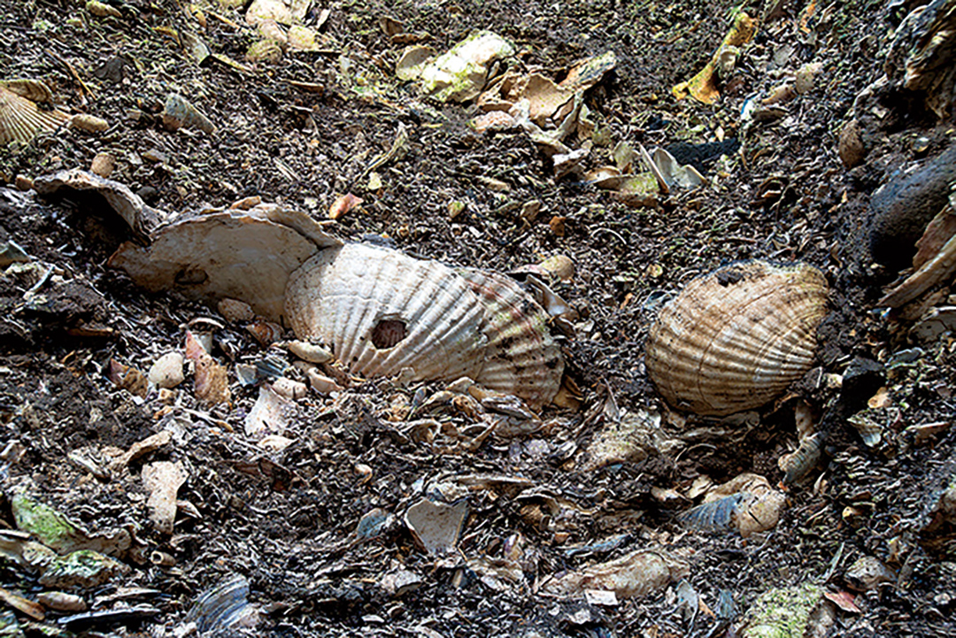貝塚のホタテとウニ：銛の穴のあるホタテの貝殻。まわりの茶色いものはウニのトゲや殻