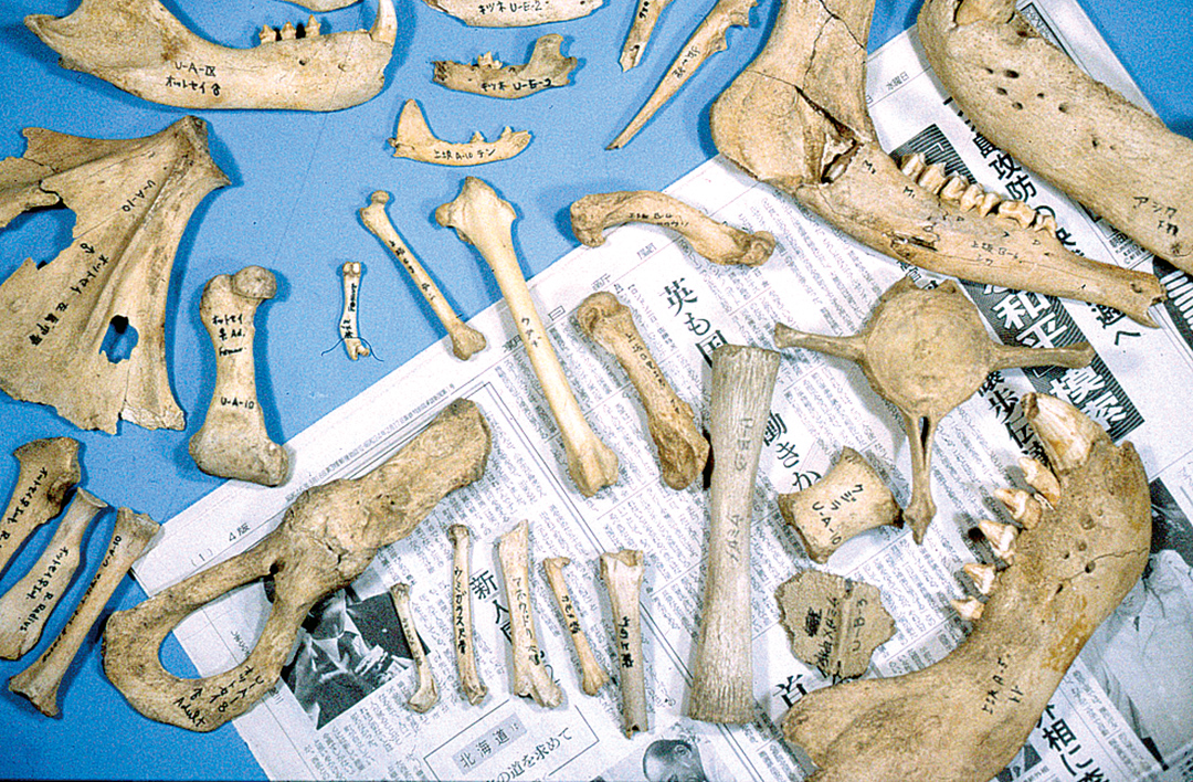 動物の骨：貝塚から出土した、シカ、キツネなど陸の動物や、オットセイ、イルカなど海獣類の骨