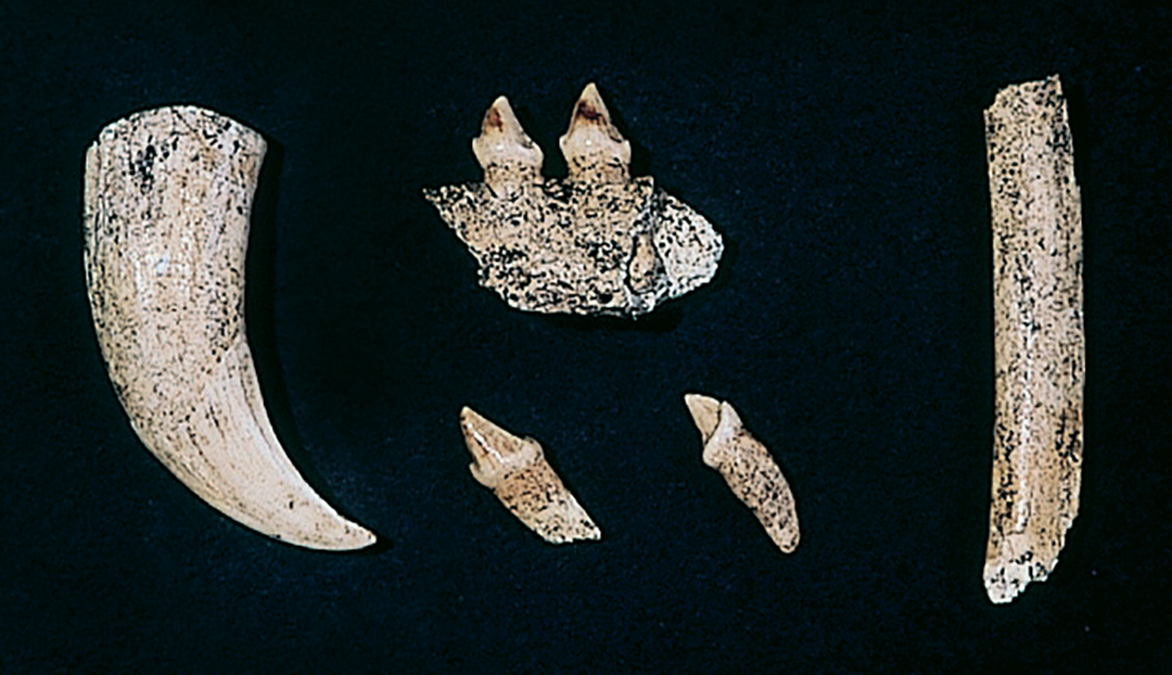 海獣骨：出土したオットセイの牙と歯